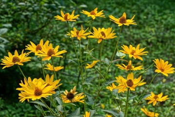 a lot of yellow flowers in a green garden