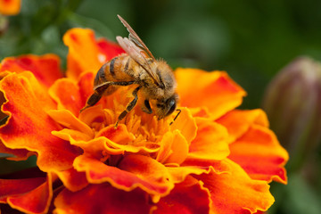 bees and flowers, environment, protection, diversity