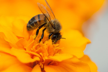 bees and flowers, environment, protection, diversity