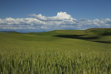 Fototapeta premium Wheat growing in the farmlands of Palouse, Washington