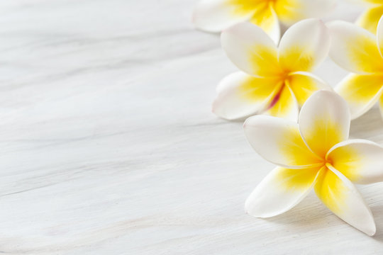 Frangipani flower on white background 