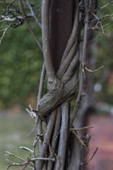 An abstract view of tree branches embracing a pillar 