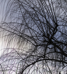 An abstract view of tree branches silhouette over the sky