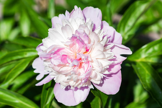 Pink peony in bloom close
