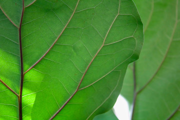 close up of green leaf 