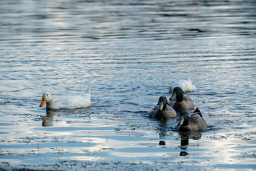 ducks, duck on lake, lake