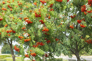 Rowan tree (sorbus aucuparia) mountain ash  are small attractive ornamental deciduous trees of the genus sorbus