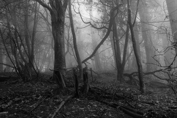 Gloomy woods in Sibley regional Park Berkeley California