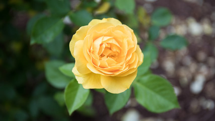 A gorgeous bokeh shot of a bright yellow rose with green leafy background.