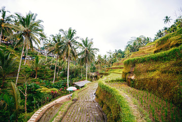 Tegallalang Rice Terrace