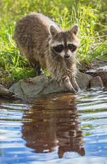 Naklejka na ściany i meble A raccoon with hands in pond.
