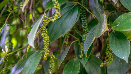 raw green peppercorn hanging on the plant