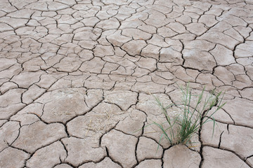 grass in desert