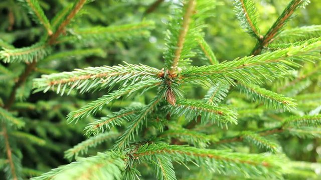 Green Spruce Fir Tree Branch