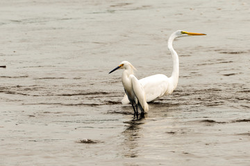 Snowy and great white egrets hanging out together. 