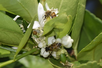 Abelha flor do limoeiro