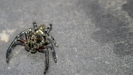 jumping spider with copy space