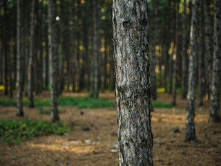 trees forest thicket