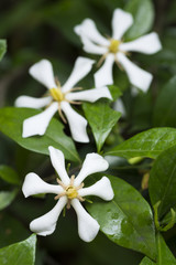 3輪の白いクチナシの花