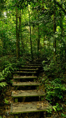 A little pathway through an amazing rainforest Taman Negara, Malaysia