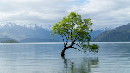 Lonely tree growing from the Wanaka lake, New Zealand