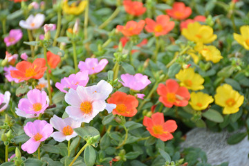 ポーチュラカ　夏の花壇

