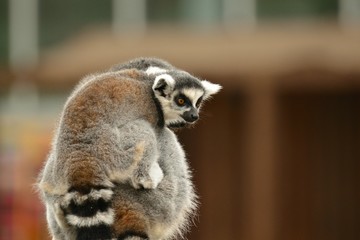 甘えん坊のキツネザル