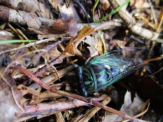 cicada bug