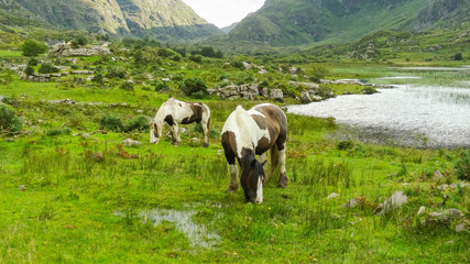 Fototapeta na wymiar Grazing horses in the middle of Gap of Dunloe, Ireland