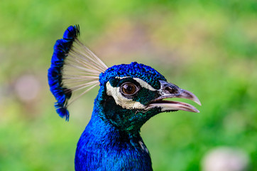 Head Shot of a male Peacock