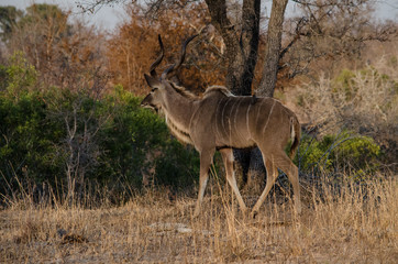 Greater_Kudu-2