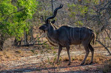 Greater_Kudu