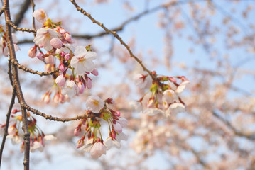 桜　春　素材