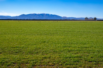 Fresh new pasture sown and sprouted in a farm field  © Sheryl