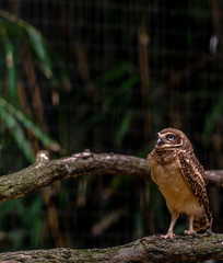 Earth Toned Plumage on a Burrowing Owl Perched on a Branch
