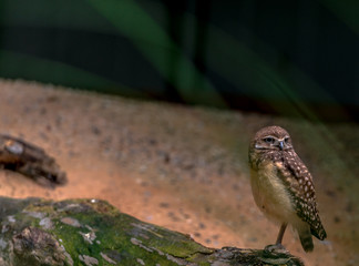 Earth Toned Plumage on a Burrowing Owl Perched on a Log
