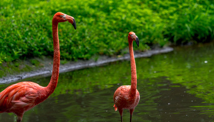  Bright Orange and Pink Plumage on a Pair of Flamingos in a Lake