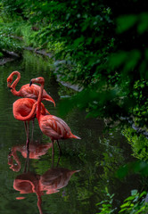 Bright Orange and Pink Plumage on a Trio of Flamingos in a Pond