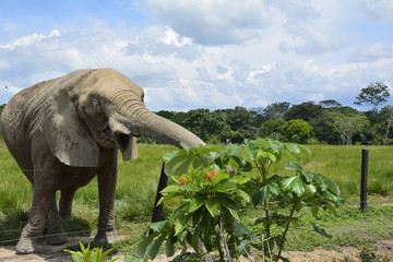 éléphant qui mange et étire la trompe
