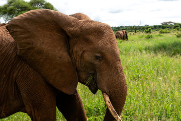 Fototapeta na wymiar Close up photo of elephants in green grass walking from the side