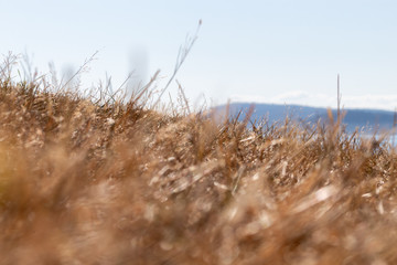Fototapeta premium Close Up of A Dry Grassy Landscape with a Blurry Background