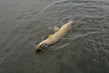 Summer fishing, pike fishing, spinning on the lake