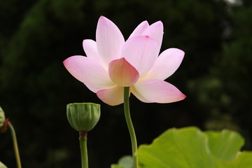山鹿の”里やま蓮まつり”