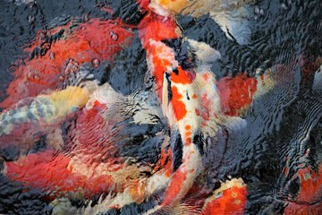 Beautiful Japanese Koi Carps enjoy swimming in the pond with water ripple, Autumn in Hua Hin Thailand.