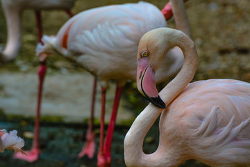 Close up view of The Greater Flamingo (Phoenicopterus roseus).The most widespread and largest species of the flamingo family at Kuala Lumpur Birdpark, Malaysia