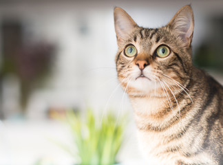 Beautiful relaxed domestic cat at home