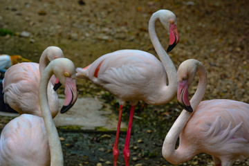 Close up view of The Greater Flamingo (Phoenicopterus roseus).The most widespread and largest species of the flamingo family at Kuala Lumpur Birdpark, Malaysia