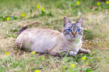 Naklejka na ściany i meble Country cat with blue eyes. Beautiful cat resting on green lawn.