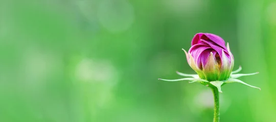 Photo sur Plexiglas Fleurs Fleur de cosmos délicate sur fond vert flou. Fleur épanouie dans la nature. Bourgeon fermé frais. Mise au point sélective.