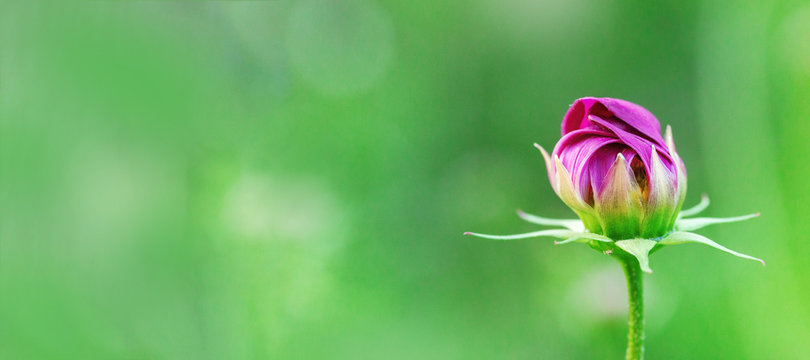 Delicate cosmos flower on blurred green background. Blooming flower in nature. Fresh closed bud. Selective focus.